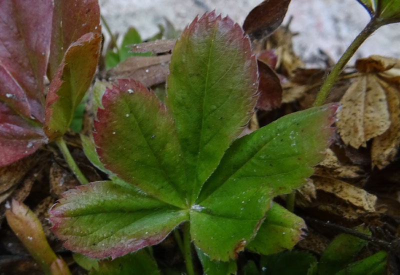 Potentilla caulescens - Rosaceae